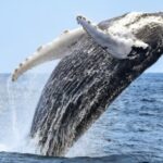 Monterey Bay Whale Watching Hotel Packages